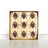 Nine Beetles Sepia Tones 5..